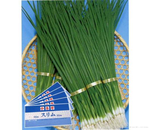 耐暑九条