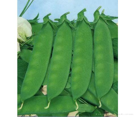 春莳绢荷豆