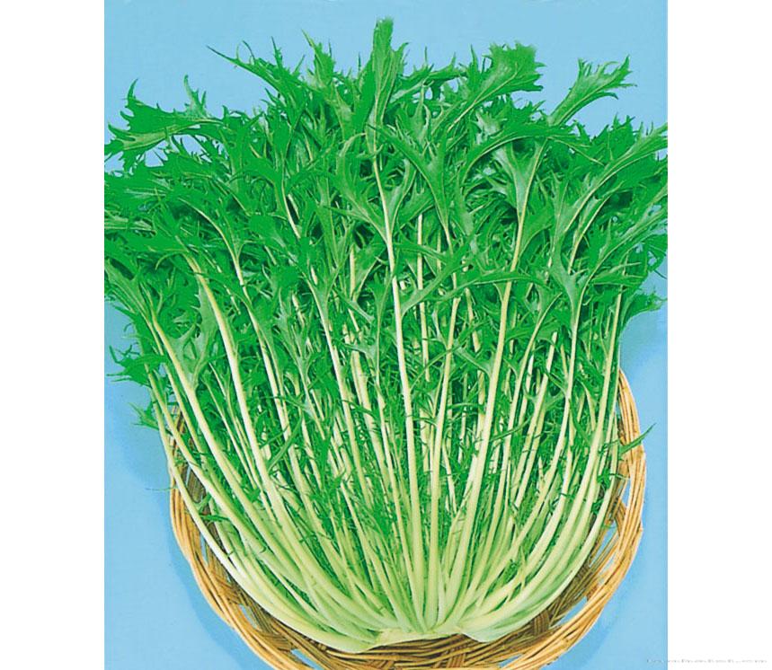 千筋水菜