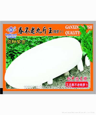 春不老九斤王（晚萝卜）