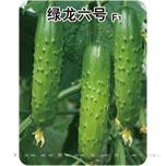 绿龙六号