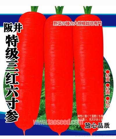阪井特级三红六寸参
