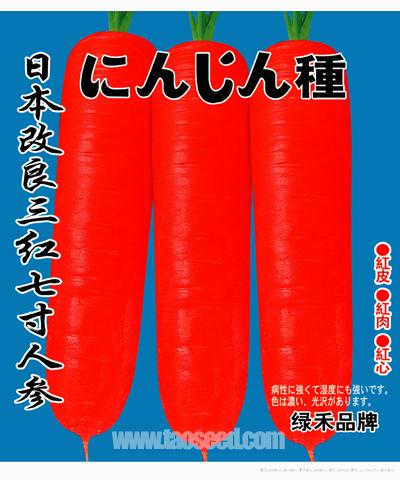 日本改良三红七寸人参