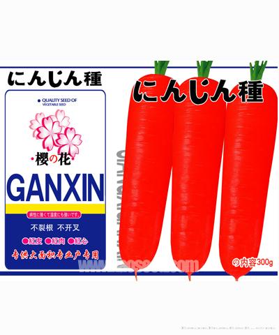  樱花胡萝卜