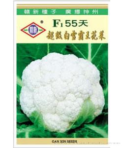 F1 55天超级白雪霸王花菜 [详情]