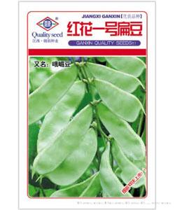 红花一号扁豆