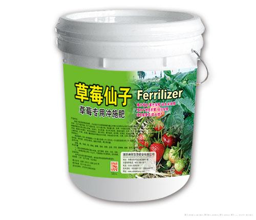 草莓仙子