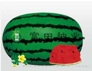 富田巨星2008