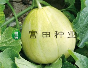 瓜瓜乐