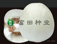 富田杂交209
