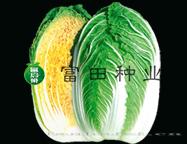 强盛