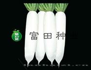 富田春