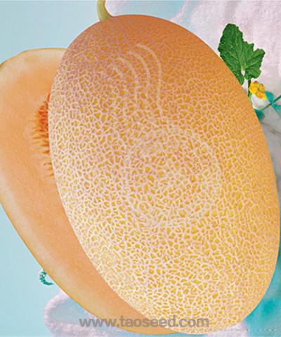FM1（小型哈密瓜）