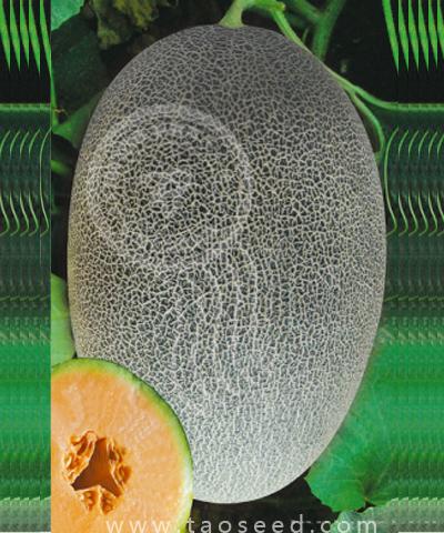 天骄蜜