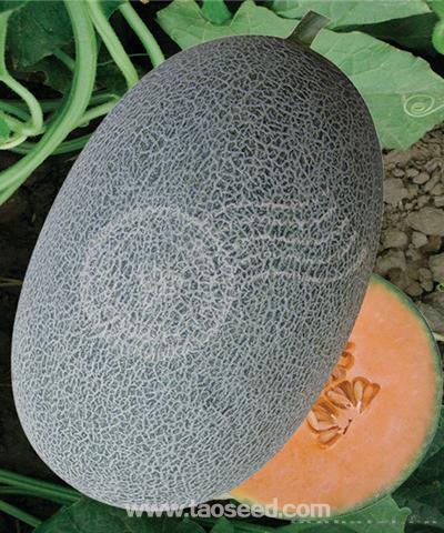 贵妃蜜