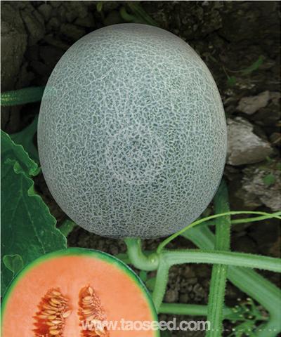 天橙蜜