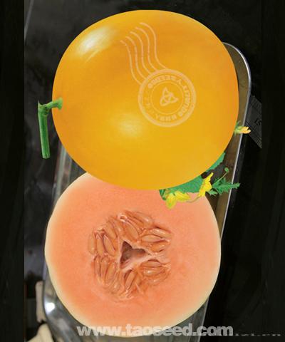 红肉莎白