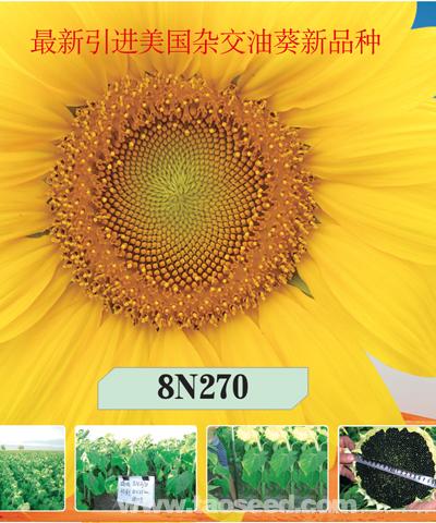 8N270向日葵