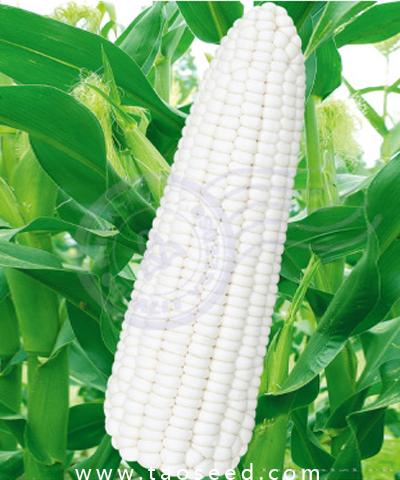 新糯玉15号