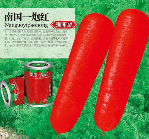 南国一炮红—胡萝卜种子 
