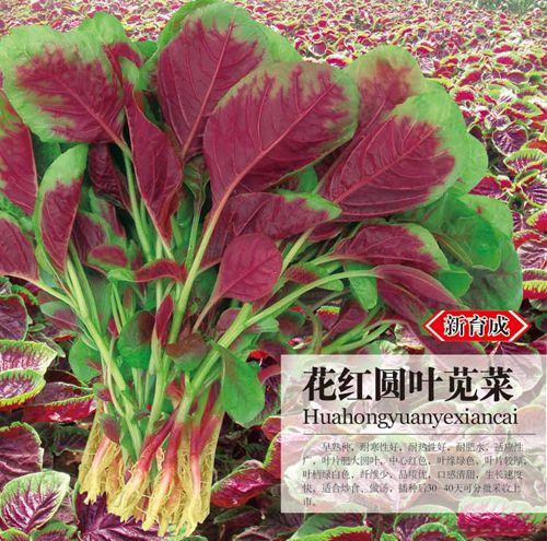 花红圆叶苋菜—苋菜种子 