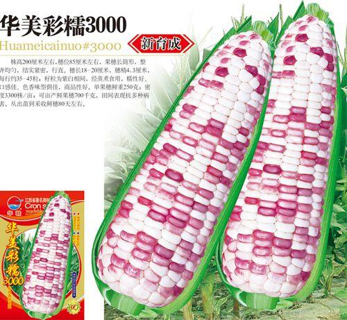 华美彩糯3000—玉米种子 