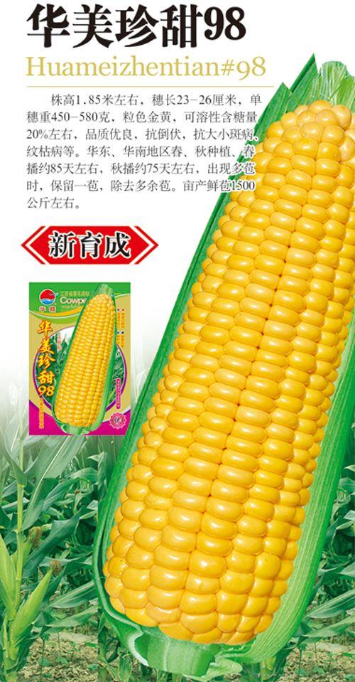 华美珍甜98—玉米种子