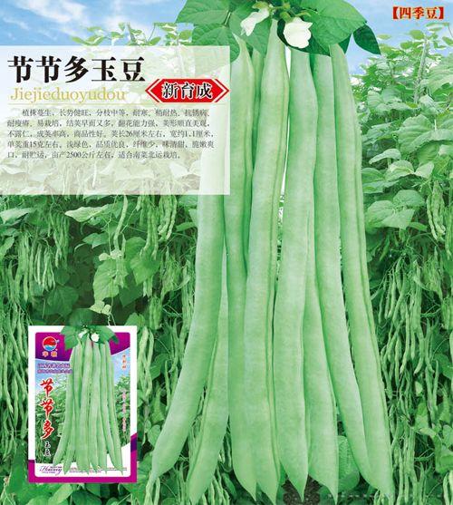 节节多玉豆——菜豆种子