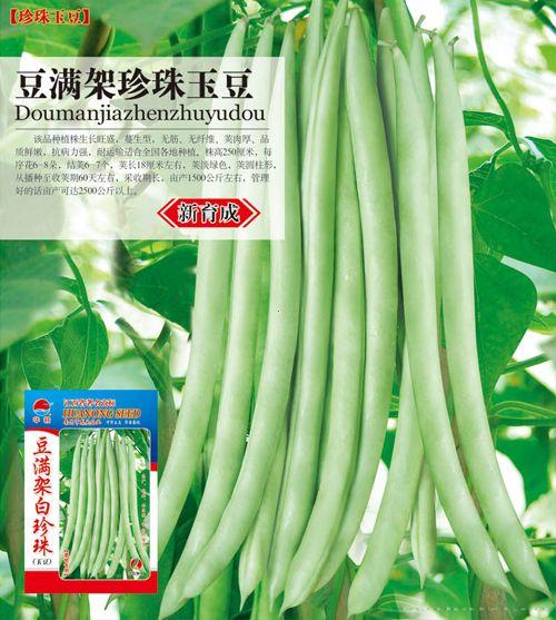 豆满架珍珠玉豆——菜豆种子 