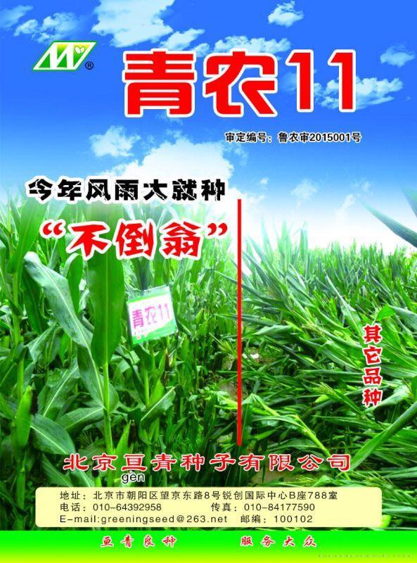 青农11