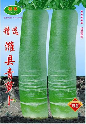 精选潍县青萝卜-萝卜种子