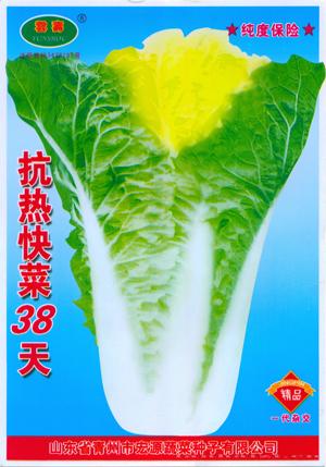 抗热快菜38天-白菜种子