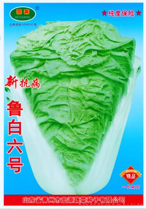鲁白六号-白菜种子