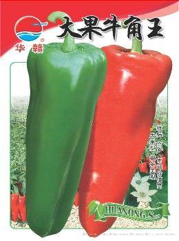 大果牛角王—辣椒种子