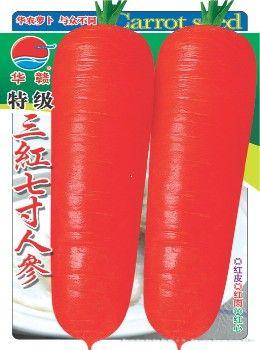 特级三红七寸参—萝卜种子