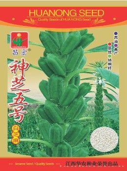 神芝五号—芝麻种子