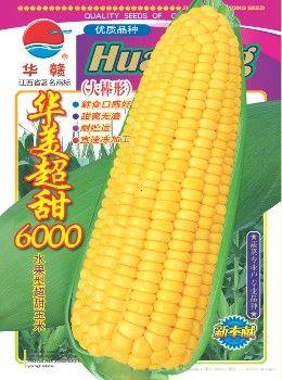 华美超甜6000—菜用玉米种子