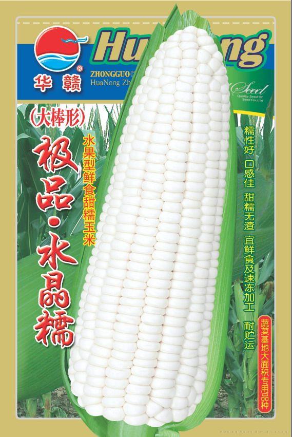 极品水晶糯—菜用玉米种子
