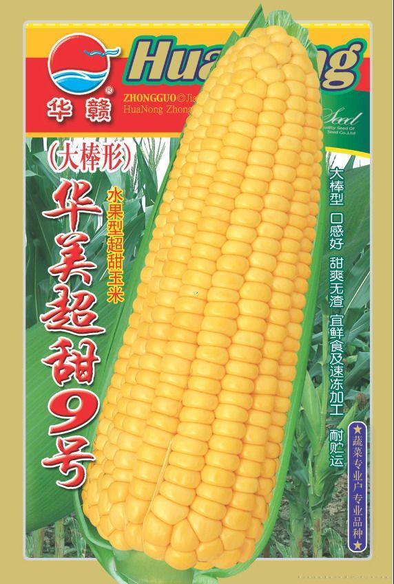 华美超甜九号—菜用玉米种子