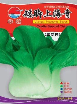 上海青—青梗菜种子