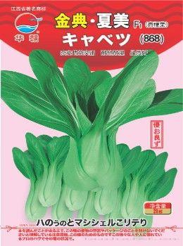 金典·夏美—青梗菜种子 