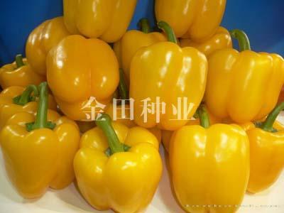 黄尼娜F1 - 甜椒种子