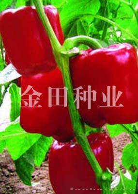 卡基诺F1 - 甜椒种子