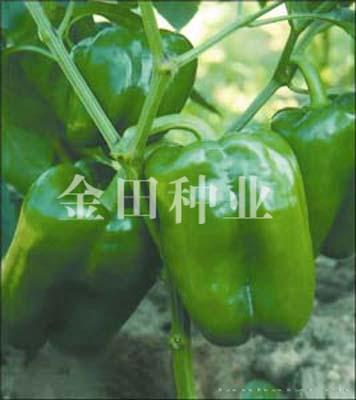欧尼娜F1 - 甜椒种子