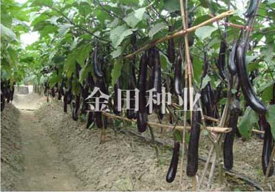 黑龙F1 - 茄子种子