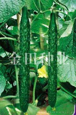 翠妃F1 - 黄瓜种子