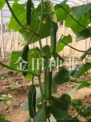秀娘F1 - 黄瓜种子