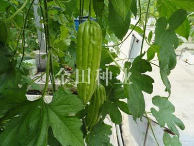 绿秀F1 - 苦瓜种子
