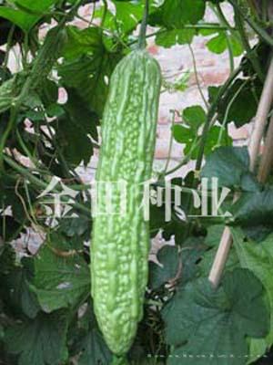 玉秀F1 - 苦瓜种子