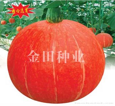 红金宝F1 - 南瓜种子